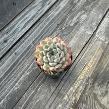 Load image into Gallery viewer, Echeveria ‘Arons’