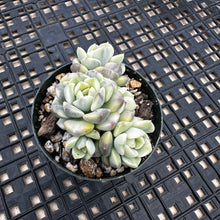 Load image into Gallery viewer, Echeveria Agavoides ‘Tinkerbell’ Variegated