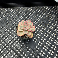 Load image into Gallery viewer, Echeveria ‘Suyon’ variegated