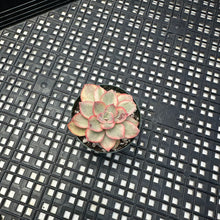 Load image into Gallery viewer, Echeveria ‘Suyon’ variegated