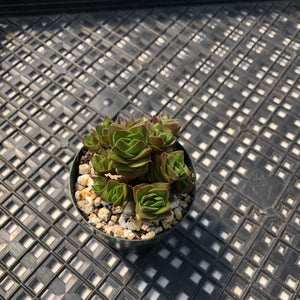 Crassula ‘Buddha's Temple’