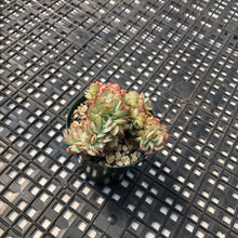 Load image into Gallery viewer, Echeveria ‘Esther’ Cristate