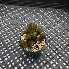 Load image into Gallery viewer, Crassula ‘Buddha&#39;s Temple’