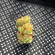 Load image into Gallery viewer, Echeveria ‘Luella’