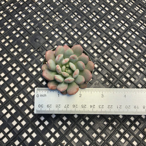 Graptoveria ‘Bridgette’