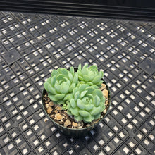 Load image into Gallery viewer, Echeveria ‘Sugar Princess’