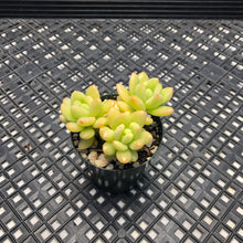 Load image into Gallery viewer, Sedum ‘Alice Evans’ variegated