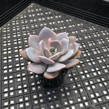 Load image into Gallery viewer, Echeveria ‘Grouse’