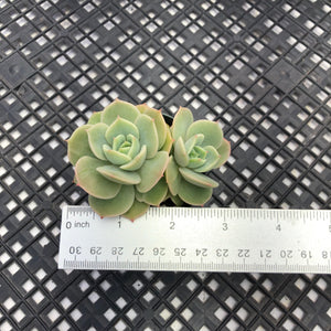 Echeveria ‘White Snow’ Montrose Variegated