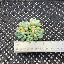 Load image into Gallery viewer, Sedum Clavatum