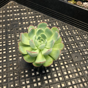 Echeveria ‘Hanatsukiyo’