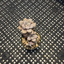 Load image into Gallery viewer, Gratopetalum ‘Ellen’