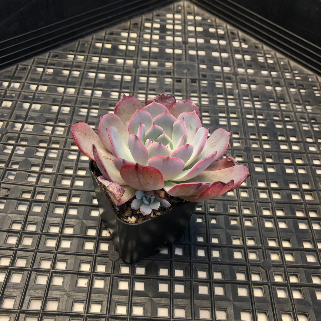 Echeveria ‘Laulensis’