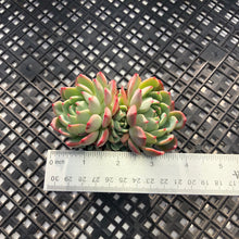 Load image into Gallery viewer, Echeveria Nanahukumini
