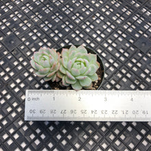 Load image into Gallery viewer, Echeveria ‘Violet Queen’