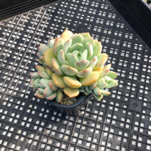 Graptoveria ‘A Grim One’
