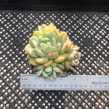 Load image into Gallery viewer, Graptoveria ‘A Grim One’