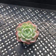 Load image into Gallery viewer, Echeveria ‘Kaltose’