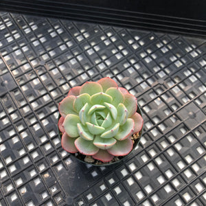 Echeveria ‘Kaltose’
