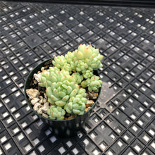 Load image into Gallery viewer, Sedum perezdelarosae