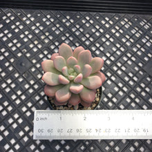 Load image into Gallery viewer, Pachyveria hybrid sp