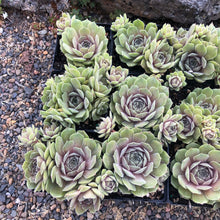 Load image into Gallery viewer, Sempervivum ‘Thunder’