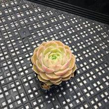Load image into Gallery viewer, Echeveria cv ‘Onslow’