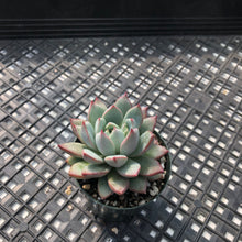 Load image into Gallery viewer, Echeveria ‘Yeomiwol’