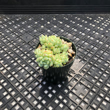 Load image into Gallery viewer, Sedum perezdelarosae