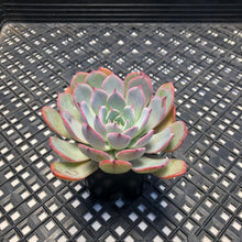 Load image into Gallery viewer, Echeveria ‘Laulensis’