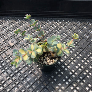 Sedum Sieboldii Variegata