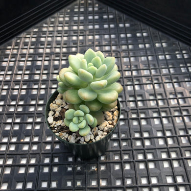 Sedum ‘Caviar’ Graptosedum ‘Caviar’