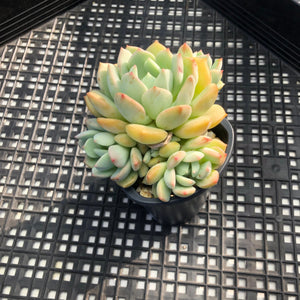Graptoveria ‘A Grim One’