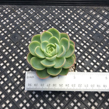 Load image into Gallery viewer, Echeveria &#39;Mellow Yellow&#39;