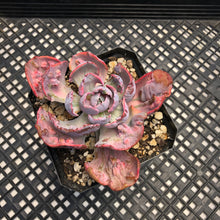 Load image into Gallery viewer, Echeveria ‘Beyonce’ Variegated