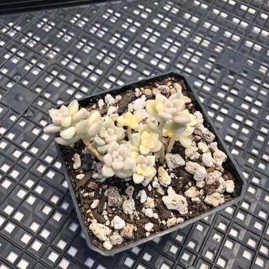 Graptopetalum mendozae Variegated
