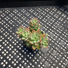 Load image into Gallery viewer, Graptosedum ‘Little Beauty’