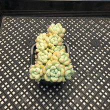 Load image into Gallery viewer, Sedum Clavatum