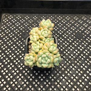 Sedum Clavatum