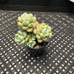 Sedum Clavatum