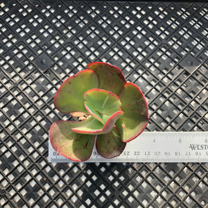 Echeveria  ‘Suyon’