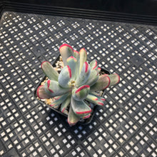 Load image into Gallery viewer, Korean imported Cotyledon orbiculata cv Variegata (long leaf form)