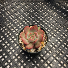 Load image into Gallery viewer, Echeveria ’Glam Pink’