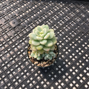 Sedum clavatum variegated