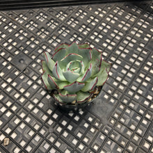 Load image into Gallery viewer, Echeveria Strictiflora v nova