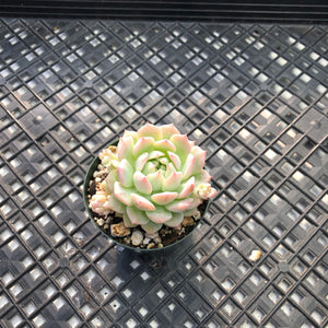 Echeveria ‘Prolifica’