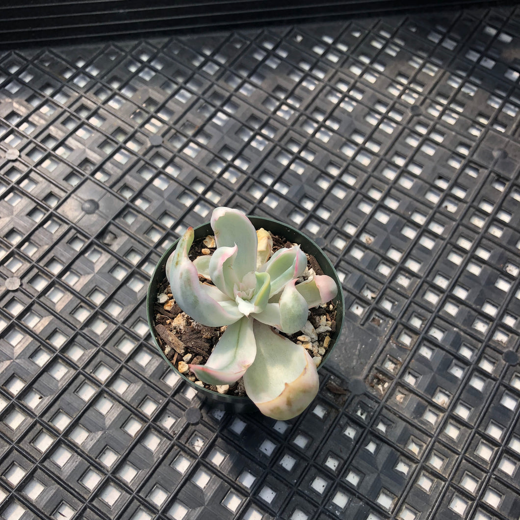 Echeveria 'Berkeley Light' Variegated