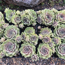 Load image into Gallery viewer, Sempervivum ‘Thunder’