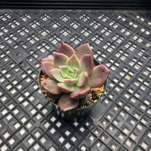 Load image into Gallery viewer, Echeveria ‘Sir Charles’