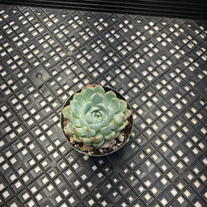 Echeveria White Zaragosa
